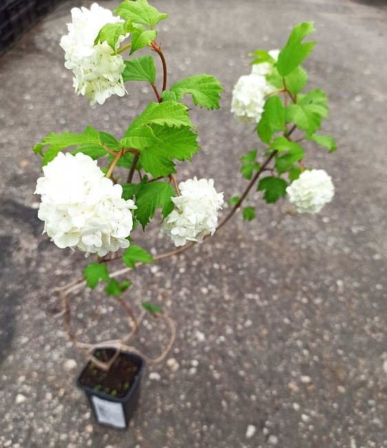 Калина Бульдонеж 1 шт Р9